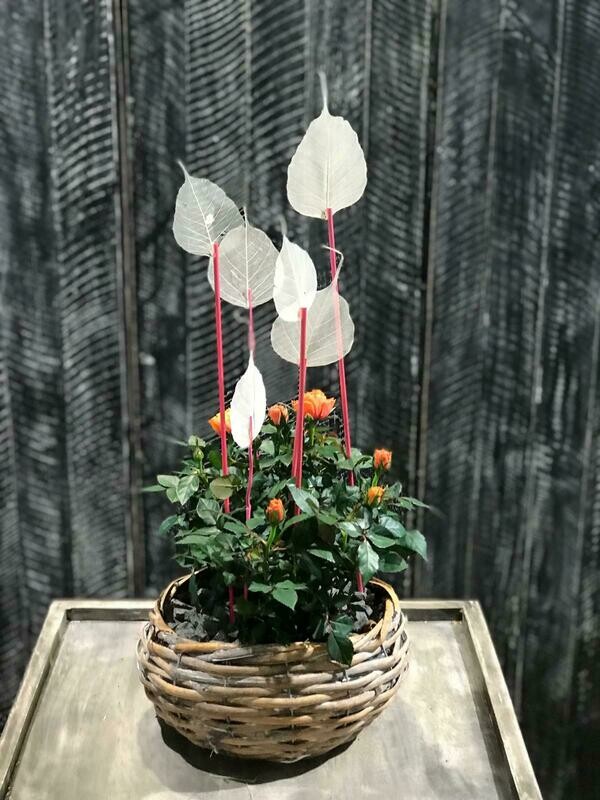 Solo-Rose im Korb