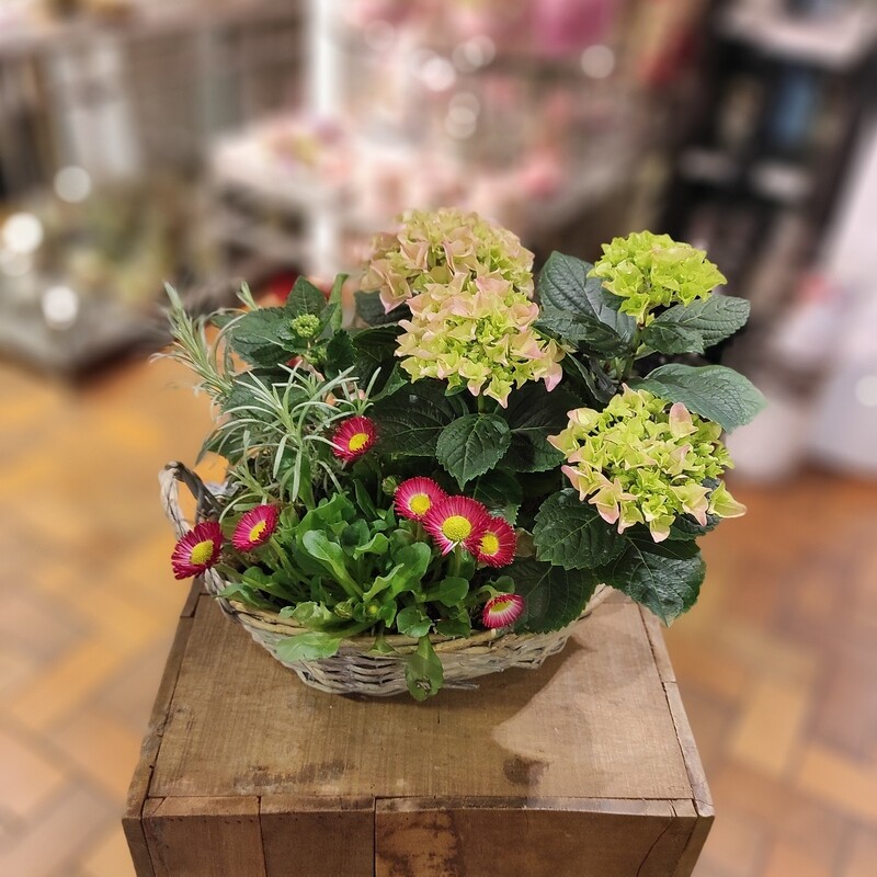 Frühlingskorb Hortensie
