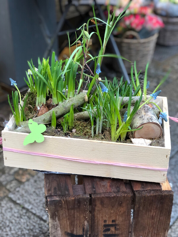 Kiste mit Frühlingsblühern