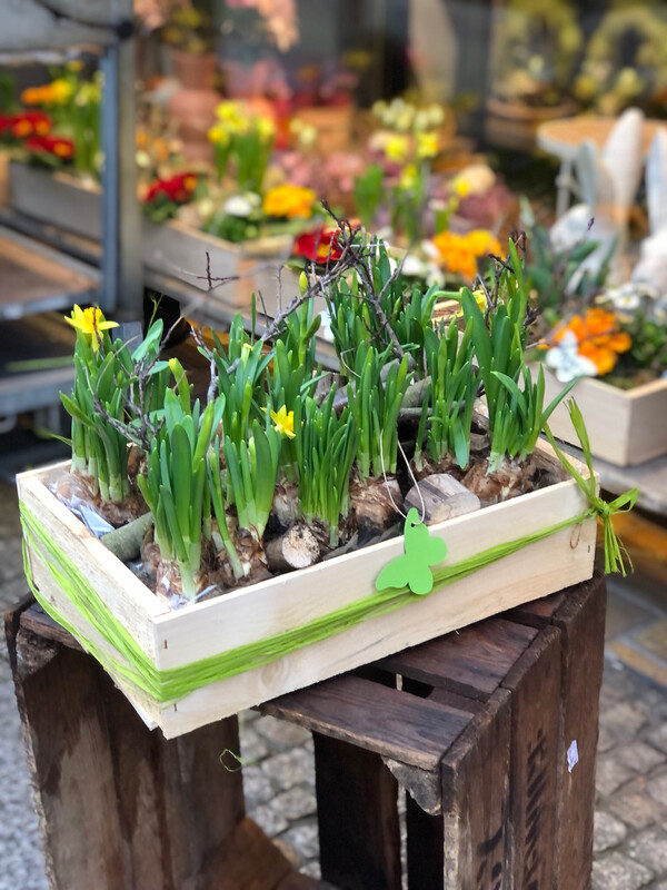 Narcissenkiste Tet a Tet