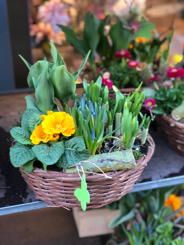 Frühlingskorb Weide