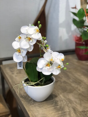 Phalaenopsis  3 Triebe