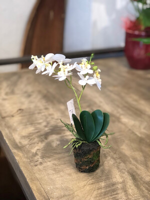 Mini Phalaenopsis in Moostopf