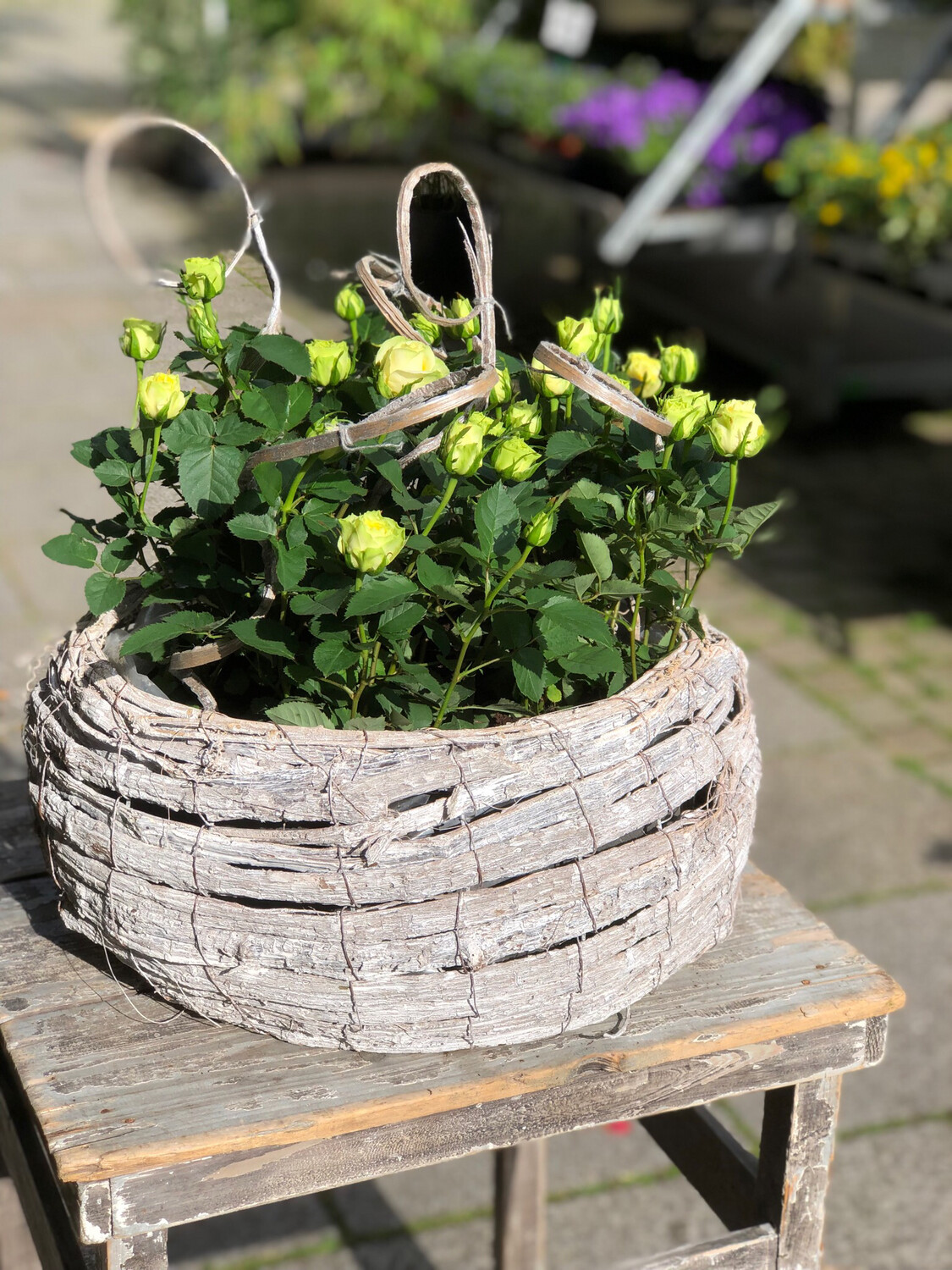 Großes Rundgefäß mit Rosen bepflanzt