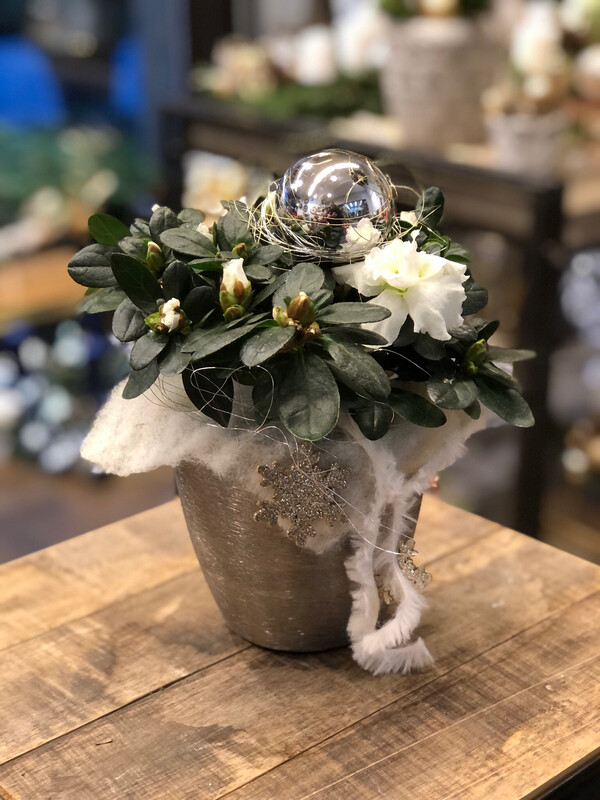 Azalee im Metallgefäß