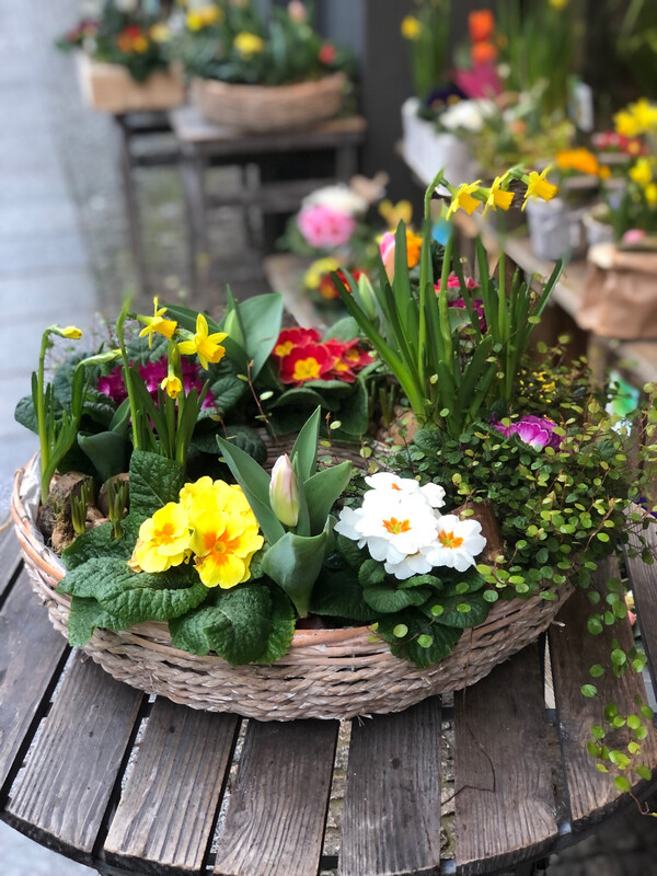 Frühlingskranz bepflanzt 55cm