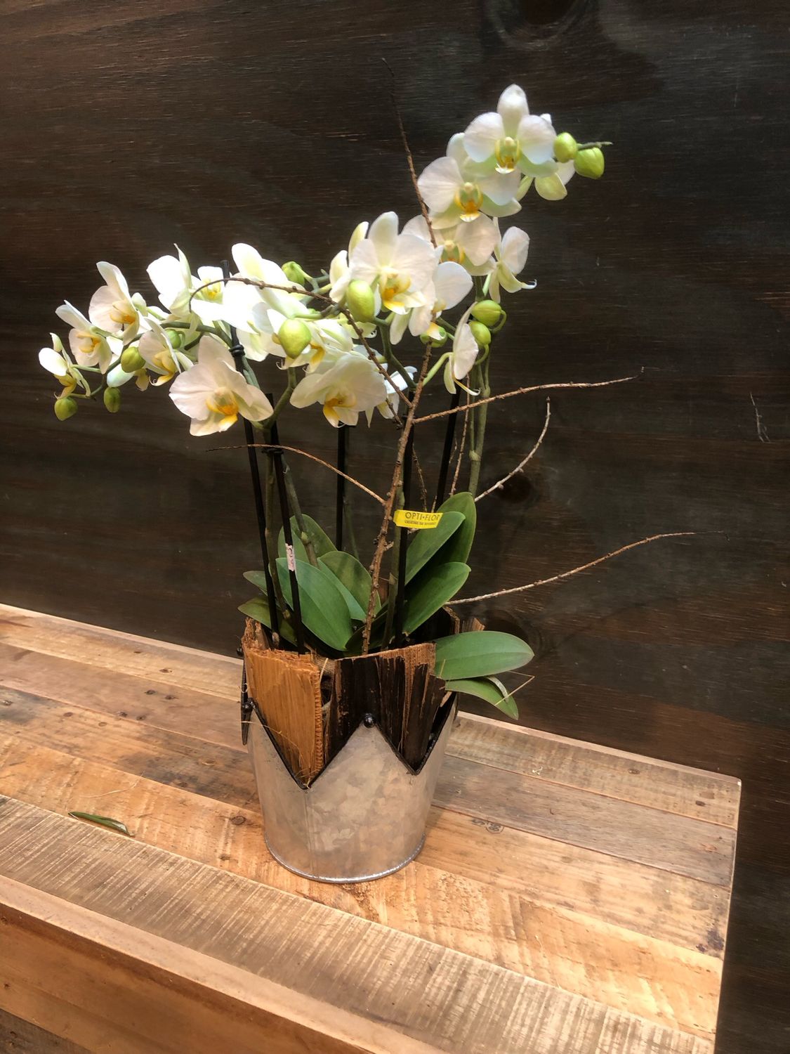 Orchideenkrönung