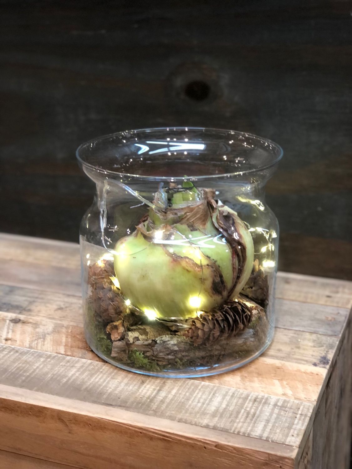 Amaryllisgruß im Glas mit LED Lichterkette