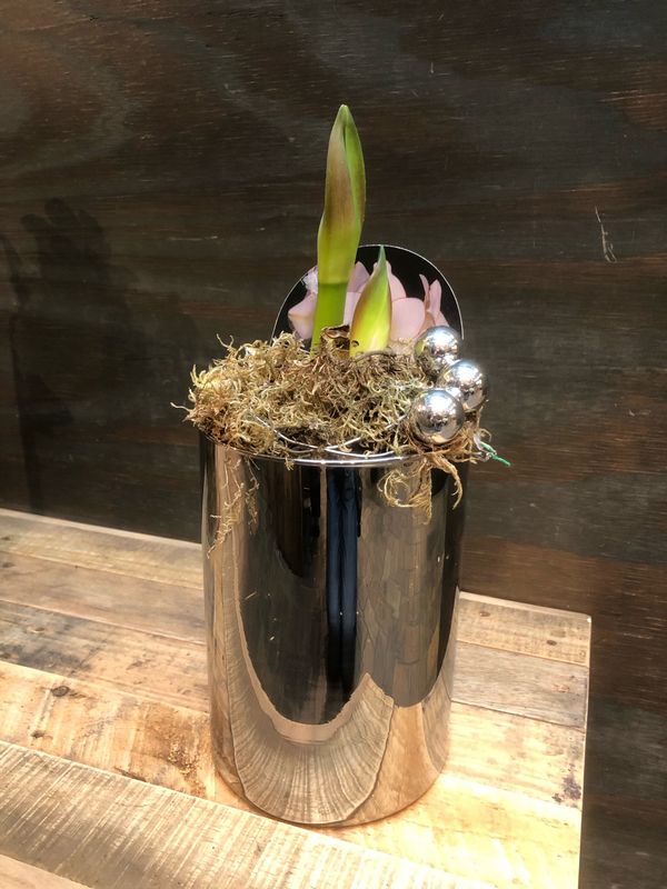 Amaryllis im Silberzylinder aus Glas