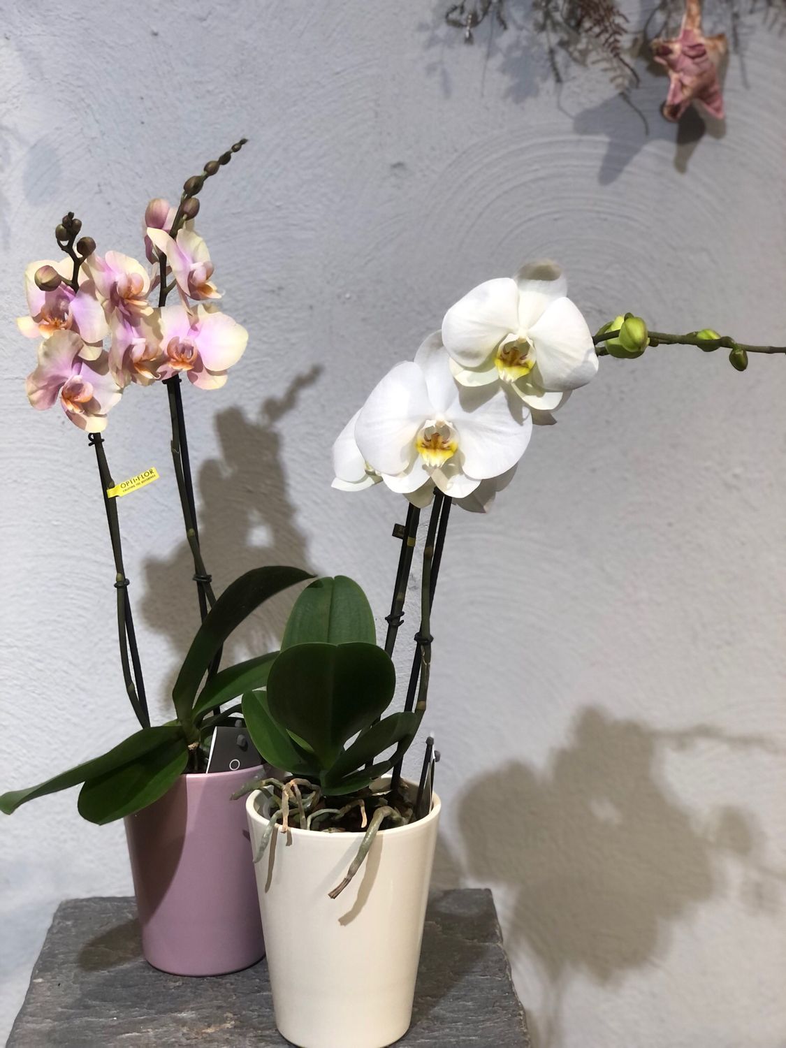 Phalaenopsis 2 Triebe im Keramikübertopf