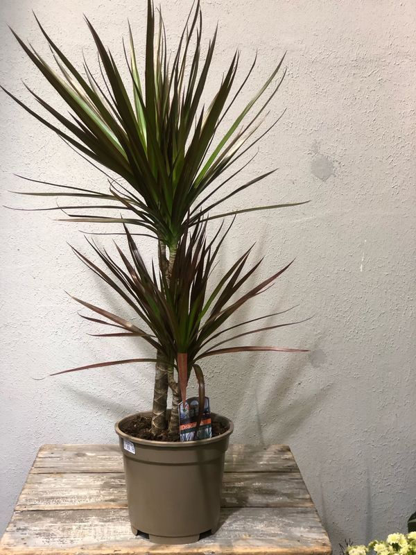 Dracaena Marginata