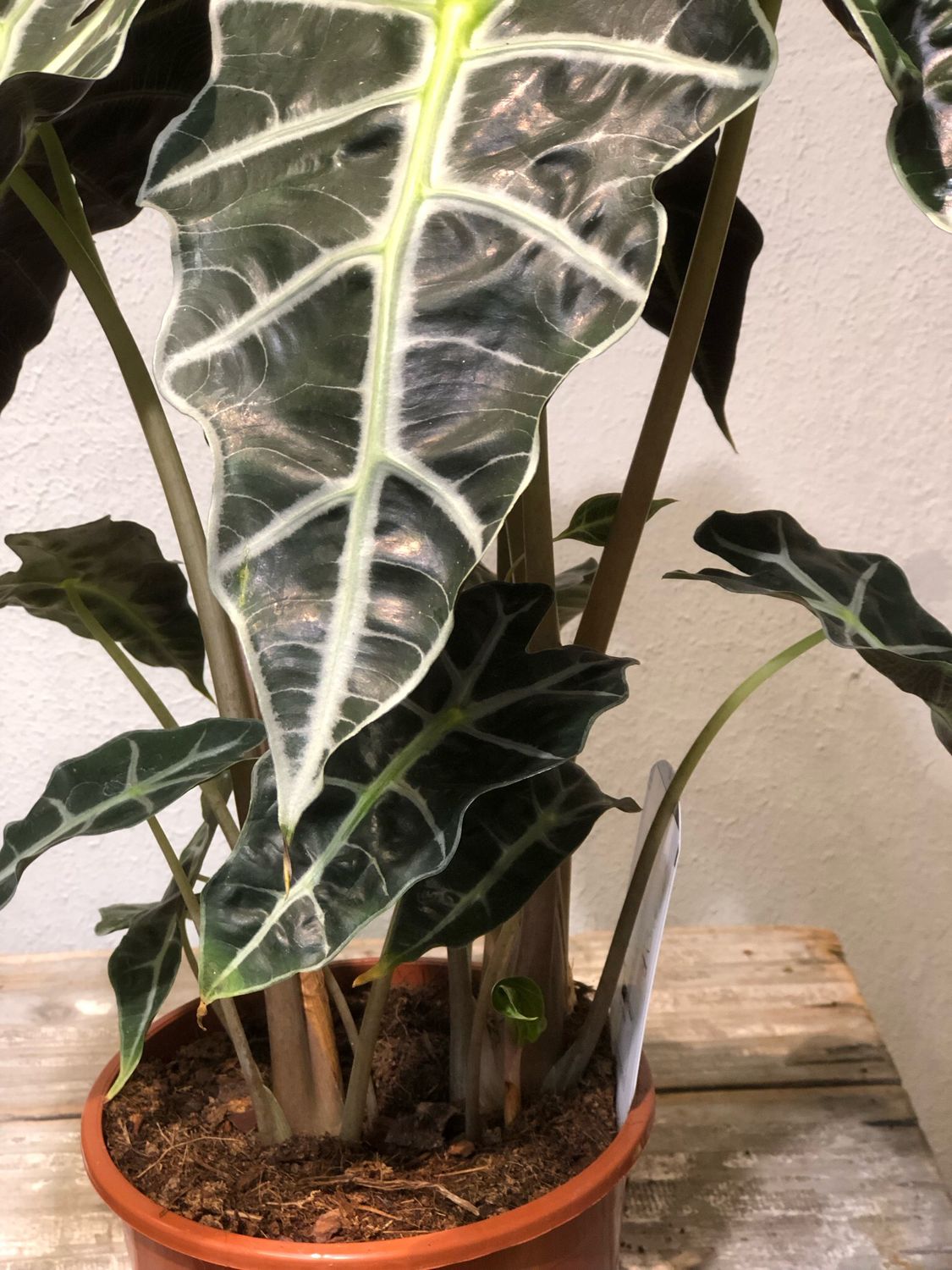 Alocasia Polly