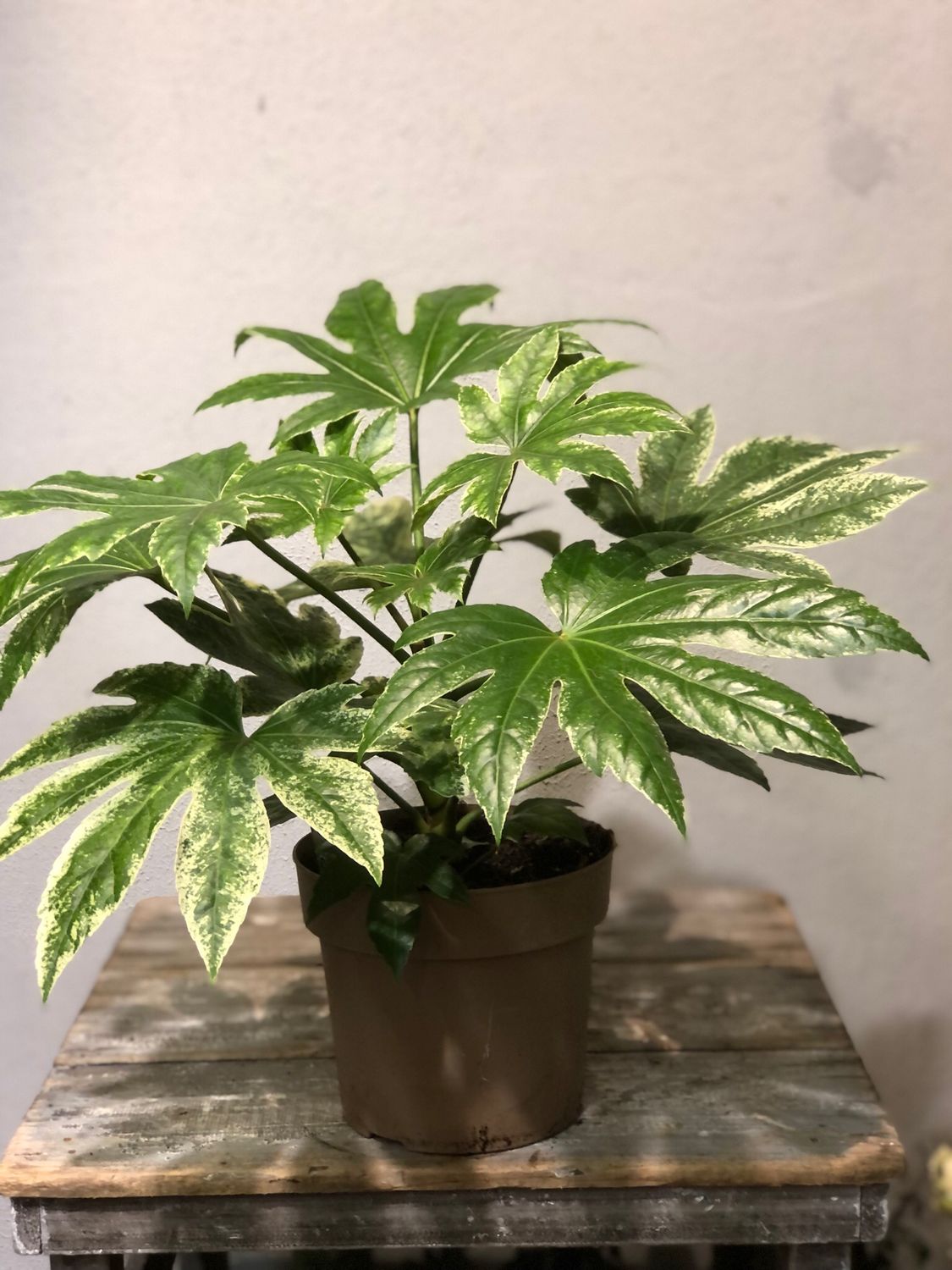 Fatsia