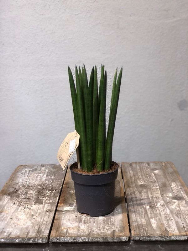 Sanseveria Trifas klein