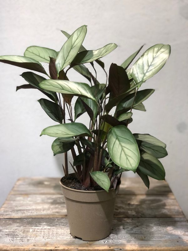 Ctenanthe Setosa