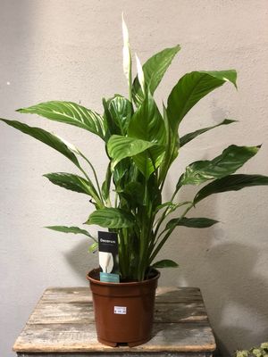 Zimmerpflanzen
