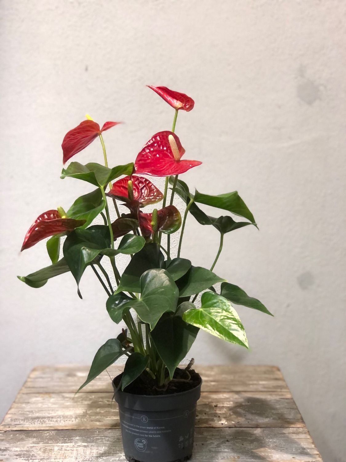 Anthurium Andreanum