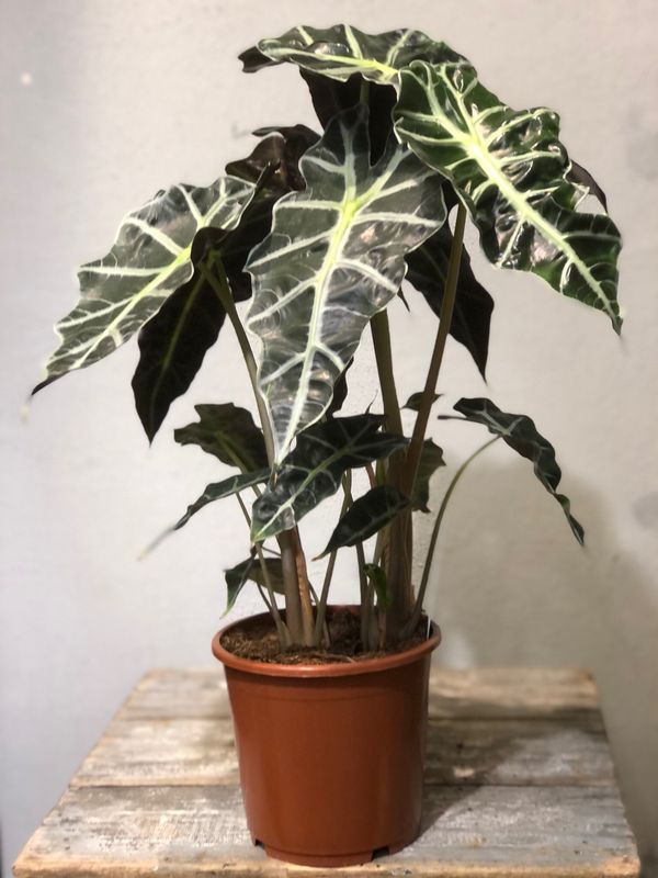 Alocasia Polly