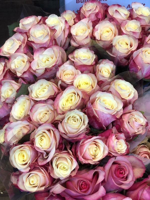 10 Rosen (Bundware)  20cm lang