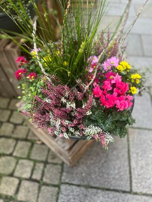Pflanzungen Herbst