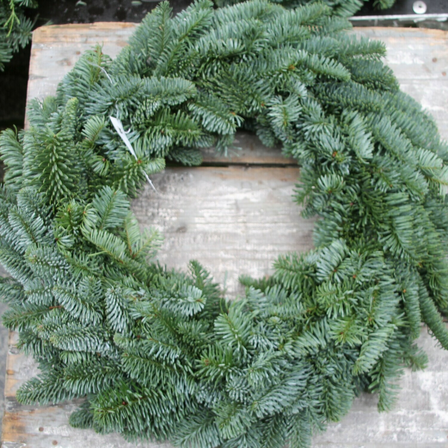Kranzunterlagen aus Schwedentanne /Nobilis ab 20cm bis 50cm Außendurchmesser halbrund gebunden Kranzunterlagen aus Schwedentanne /Nobilis ab 20cm bis 50cm Außendurchmesser halbrund gebunden