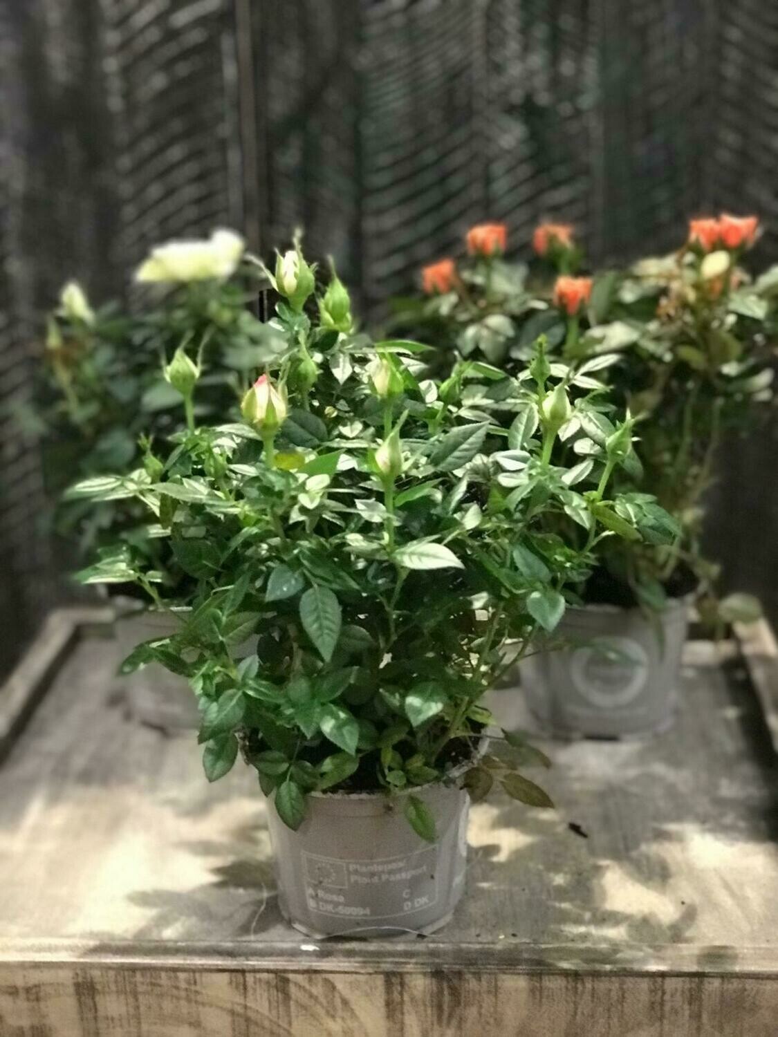 Topfrose Topfrose