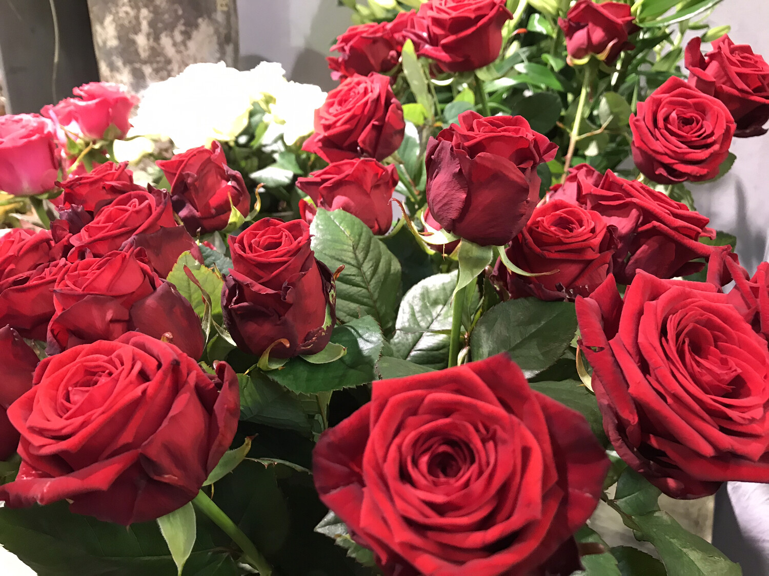 Valentins-Rose  ca. 70cm  ...Sie legen die Menge fest!