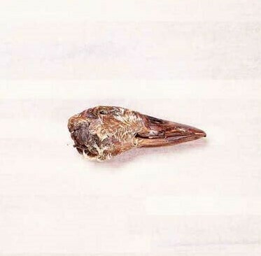 Farm Hounds Duck Head
