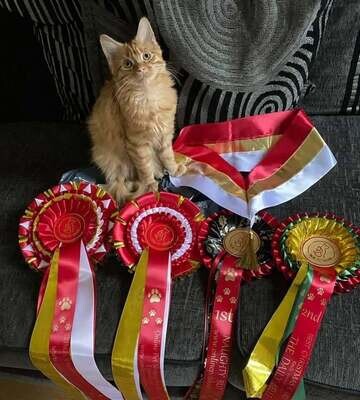 CLASS 18: ONLINE PETS SHOWING'S ROSETTE MODELS CLASS 18: ONLINE PETS SHOWING'S ROSETTE MODELS