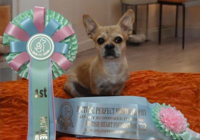 ALL THINGS PET - Limited class