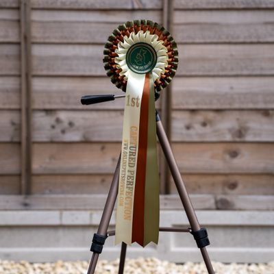CLASS 6: CAPTURED PERFECTION