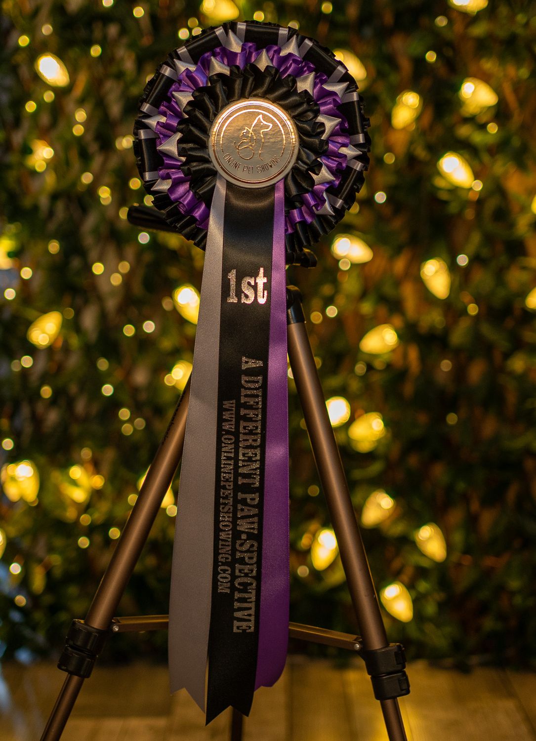 CLASS 9: A DIFFERENT PAW-SPECTIVE