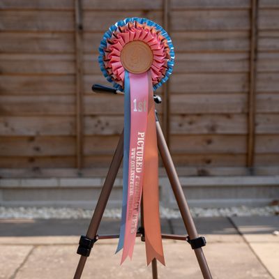 CLASS 16: PICTURE PERFECT PETS