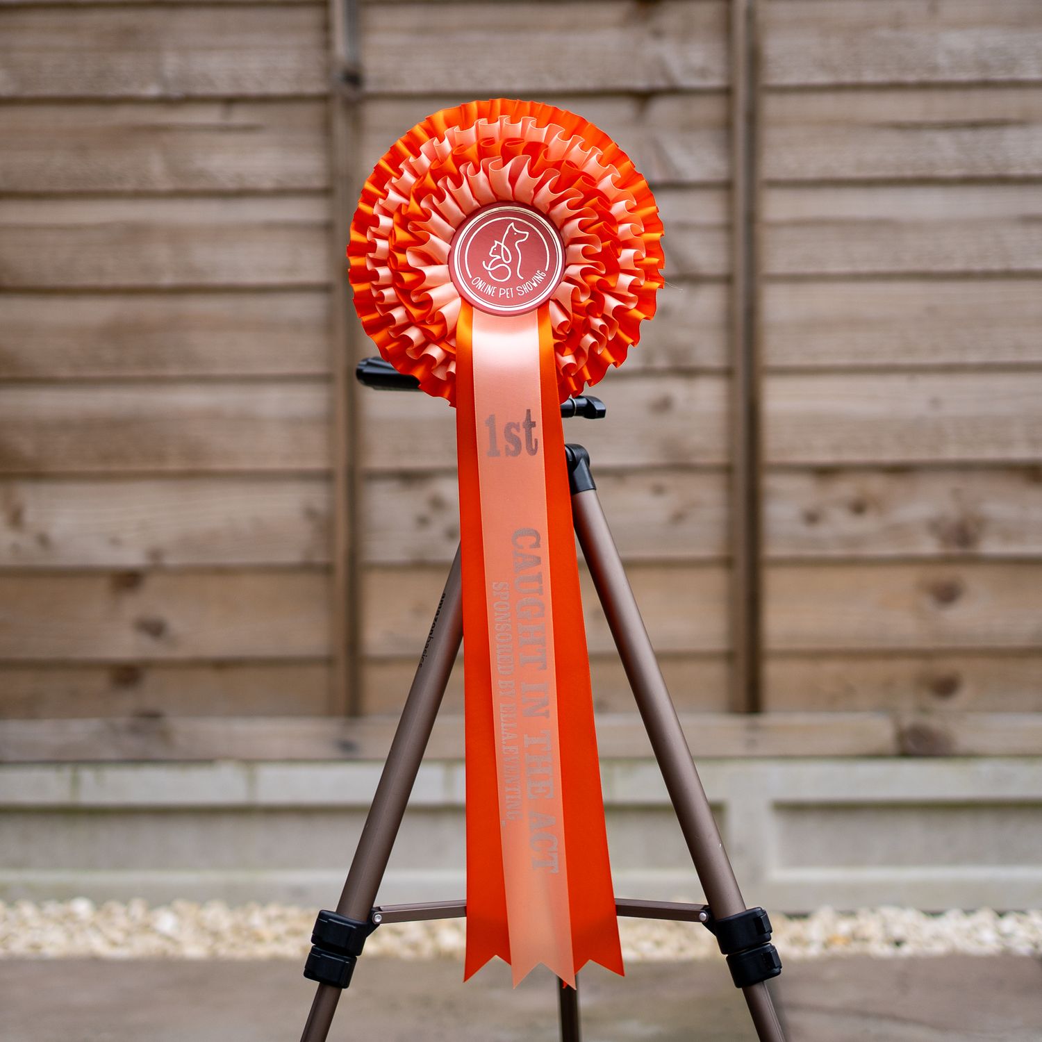 CLASS 8: CAUGHT IN THE ACT