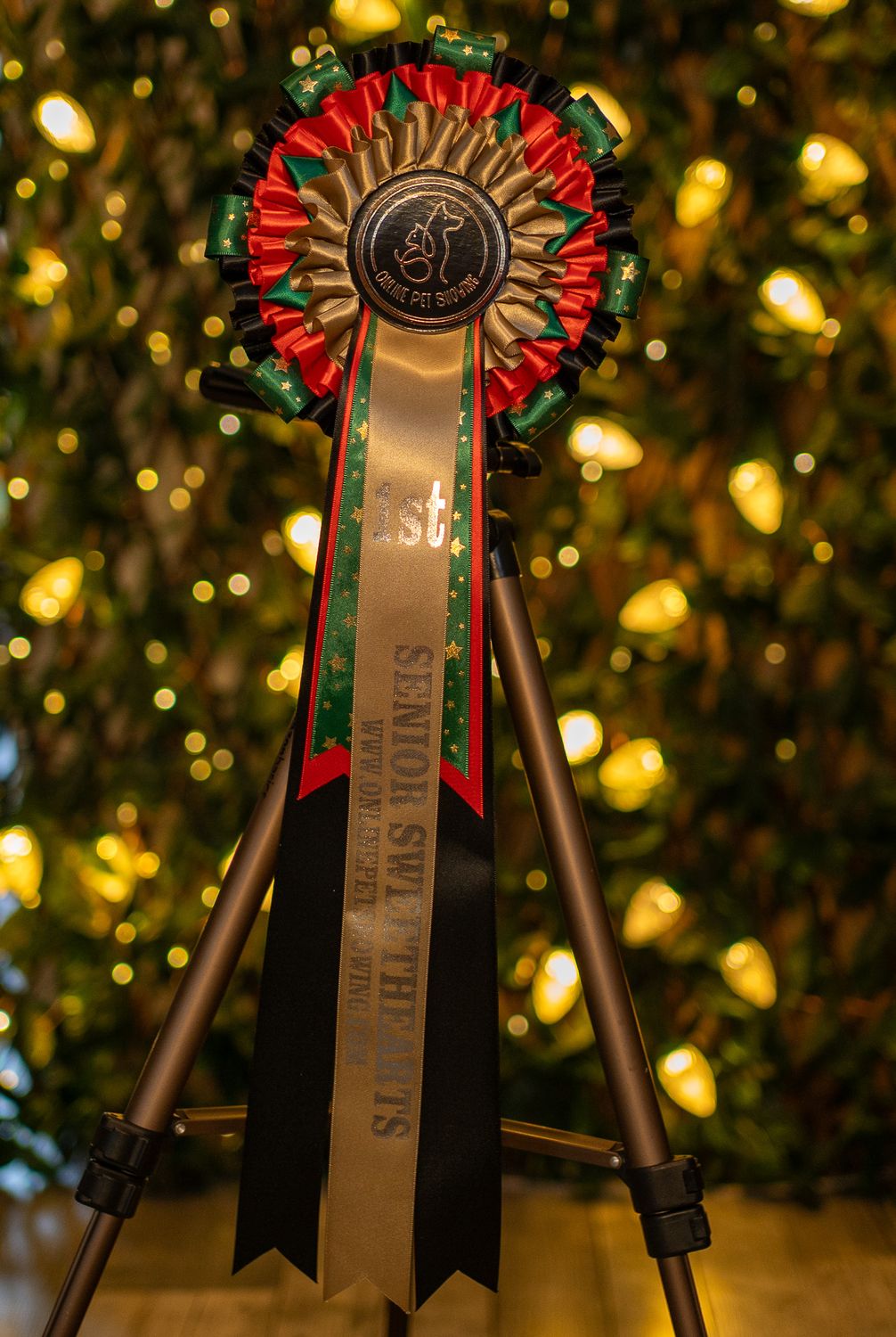 CLASS 3: SENIOR SWEETHEARTS