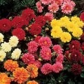 Annual Flowers Tray Pack