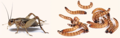 Crickets &amp; Worms