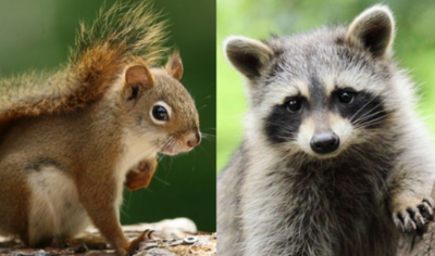 Wild Animal Food