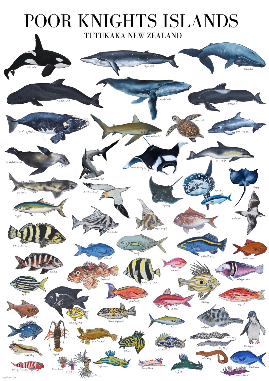 Poor Knights Fish Poster
