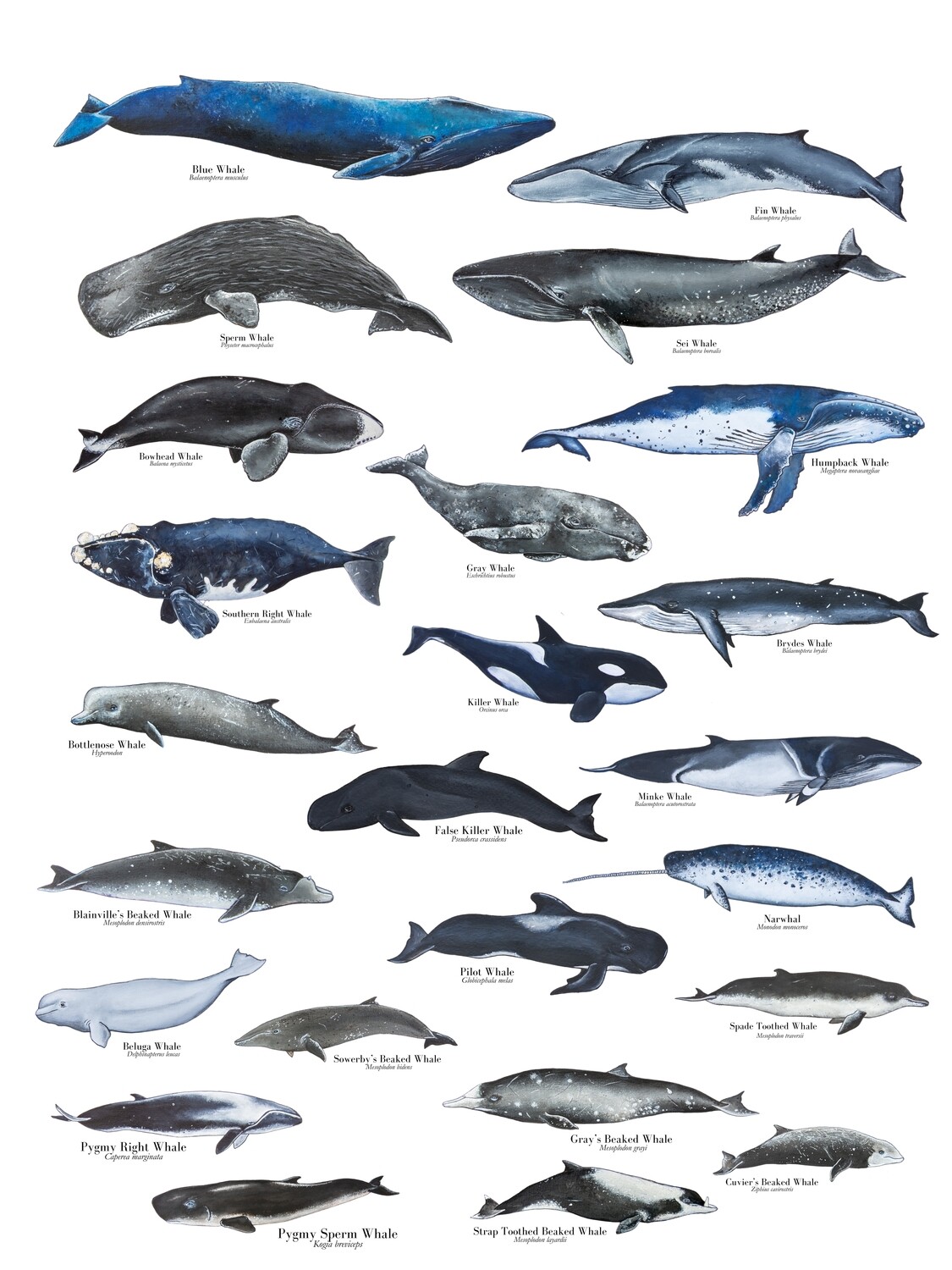WHALE POSTER