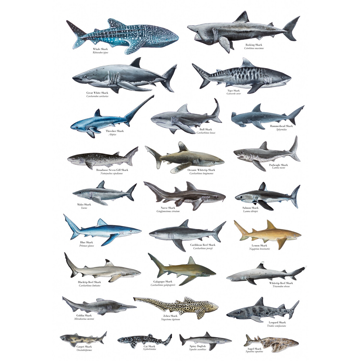 SHARK POSTER
