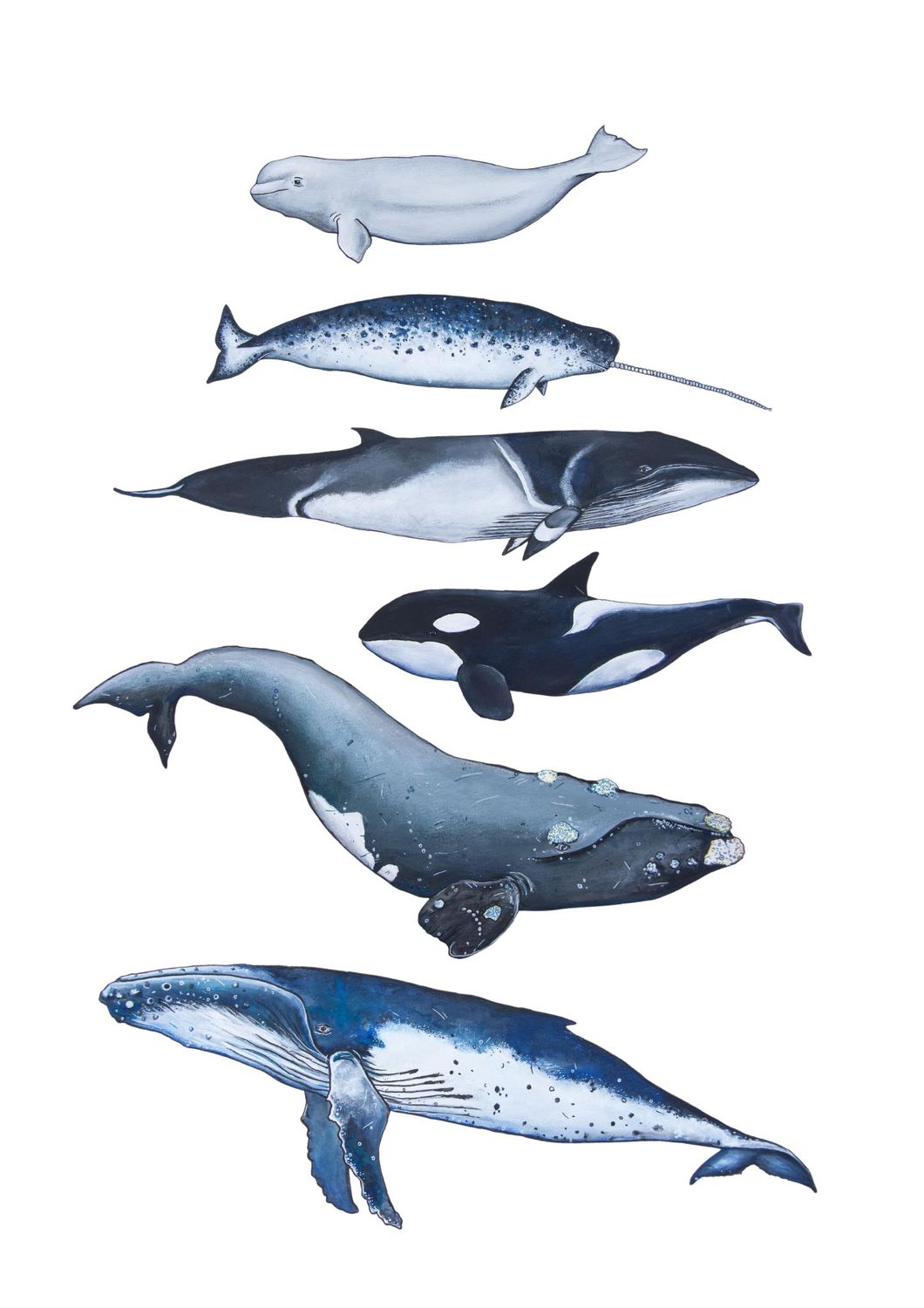 WHALES