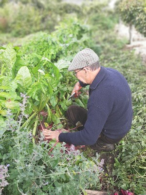 Food Growing courses in Durrow, Laois