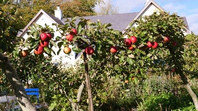 21st February 25 Pruning/training fruit trees/bushes  10 to 1pm. Friday