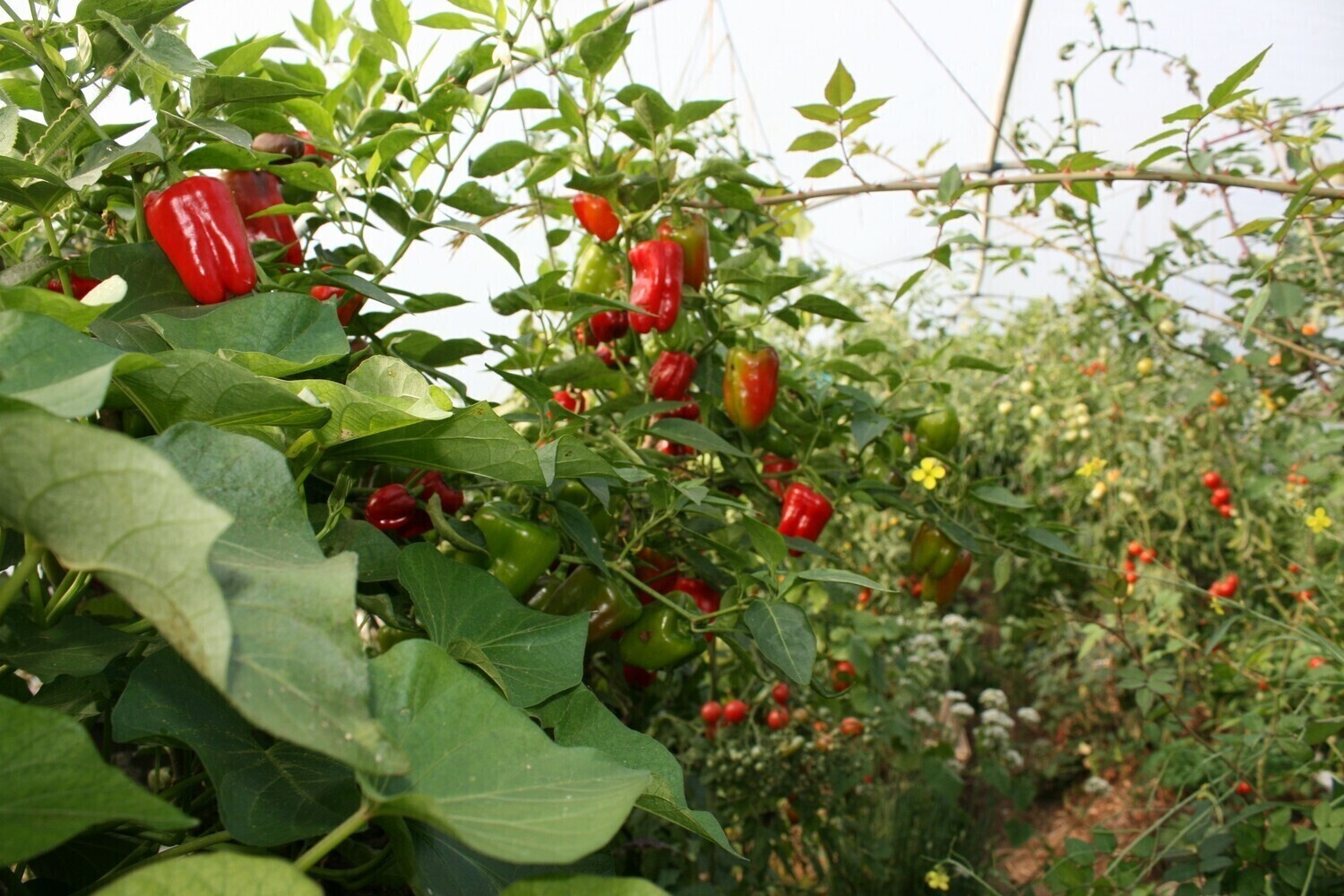 15th March 25 Polytunnel course from 10pm to 1 pm Saturday