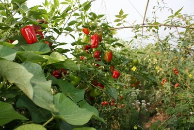 5th April 25 Polytunnel course from 2pm to 5 pm Saturday