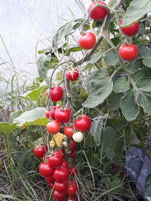 Polytunnel course