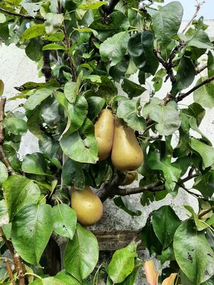 Pruning course