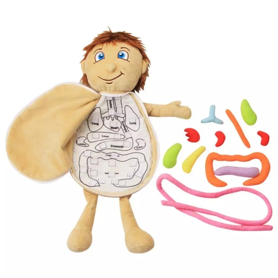 Early Learning Anatomy Plush toy doll, Preschool human body