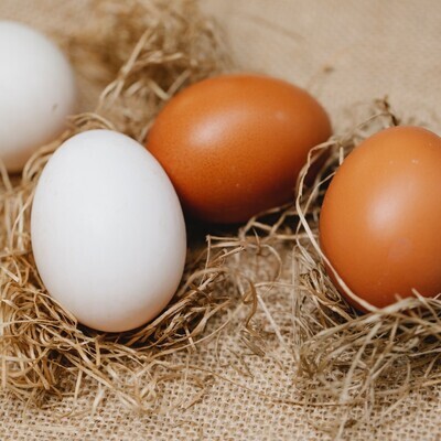 Poultry - Egg Production Business
